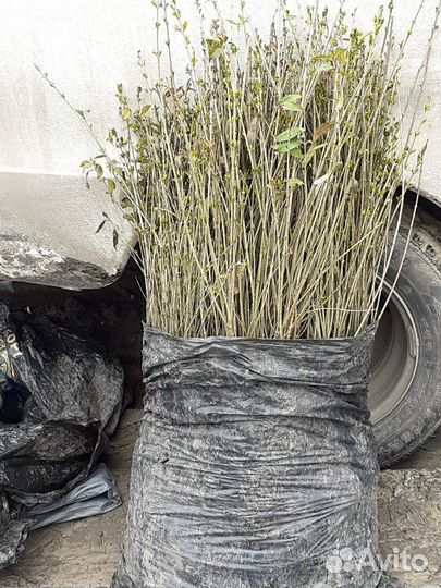 Саженцы бирючины