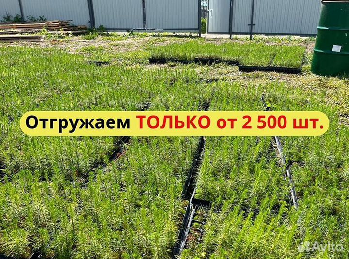 Саженцы ели зкс