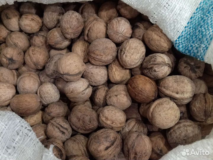 Орех грецкий