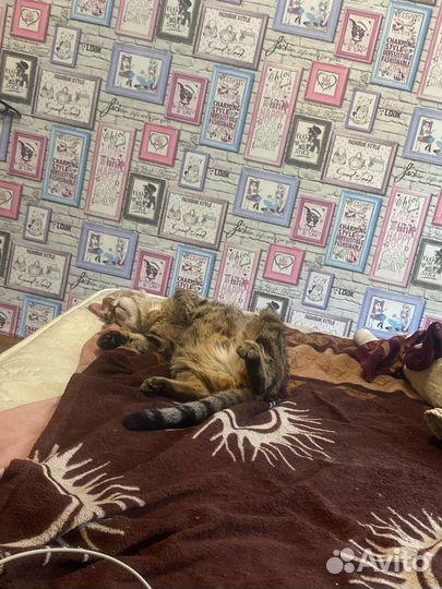 Кошки