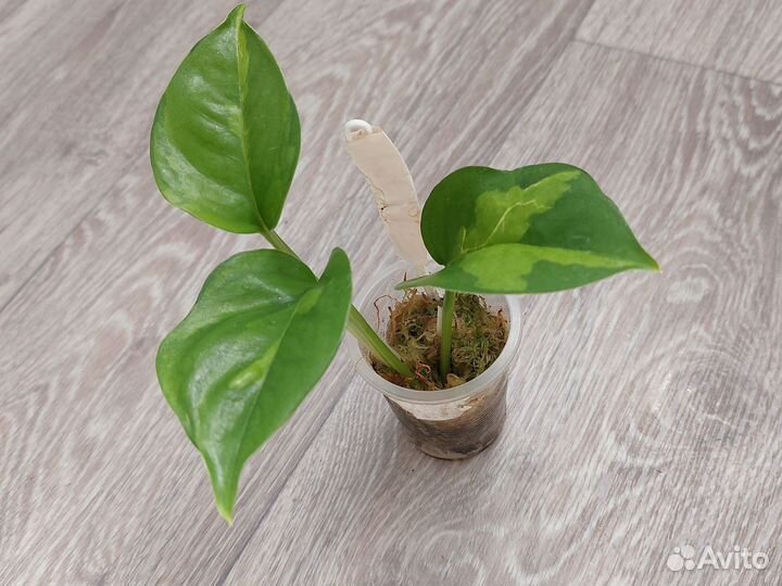 Растения сциндапсус, эпипремнум, монстера