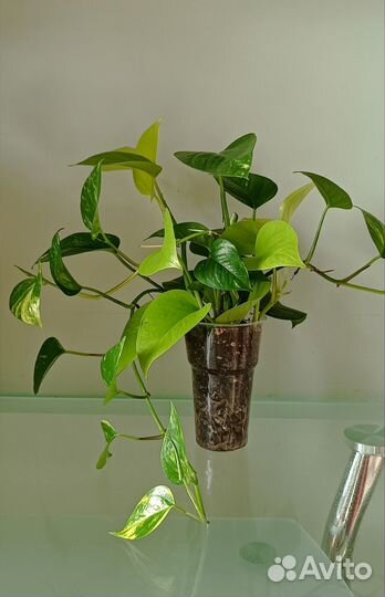 Эпипремнум ауреум + неон