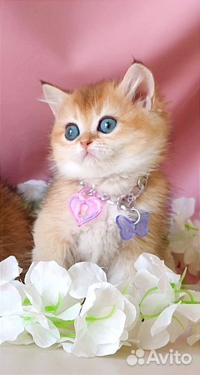 Золотая шиншилла