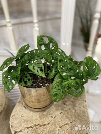 Монстера манки