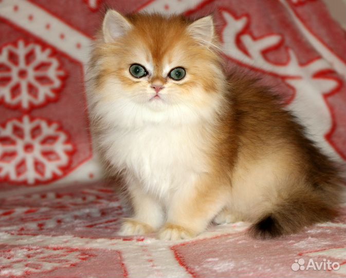 Девочка длинношерстная британская золотая шиншила