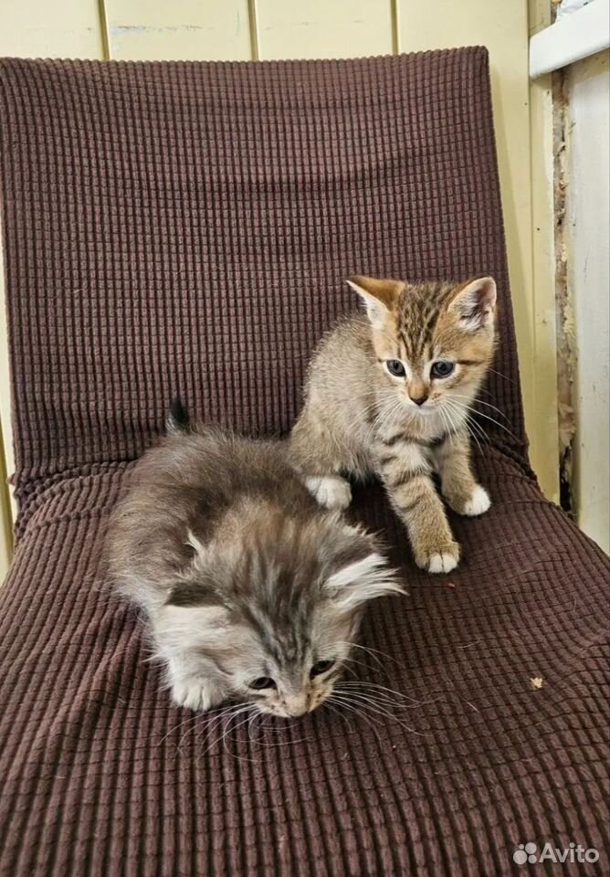 Котёнок в добрые руки, Котельники