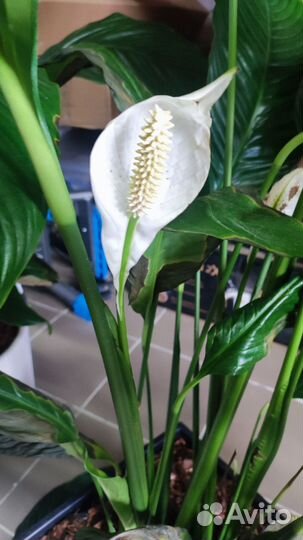 Спатифиллум