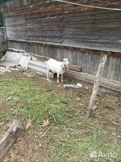 Козы дойные