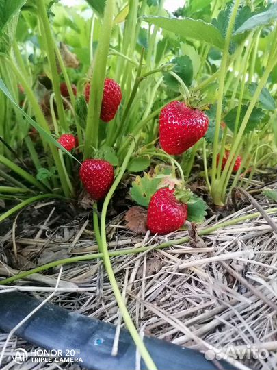 Рассада клубники