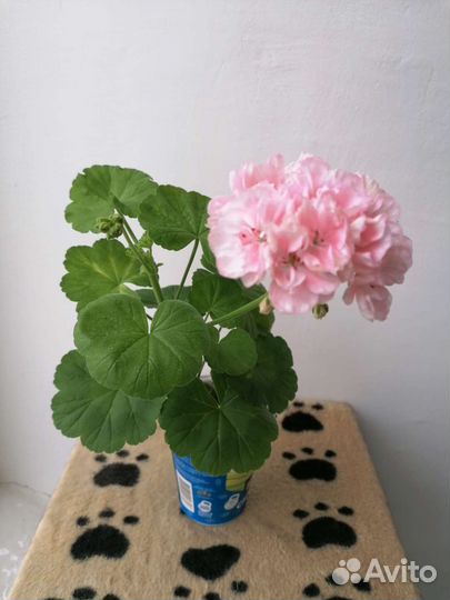 Пеларгония Fee Cerise Polina