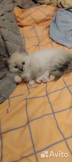 Сибирская кошка
