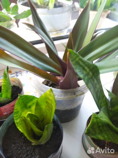 Комнатные растения