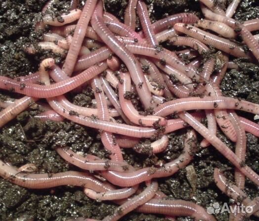 Черви и опарыш