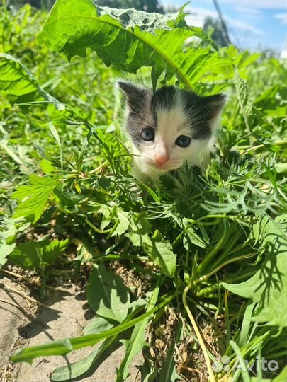 Котенок девочка 2мес