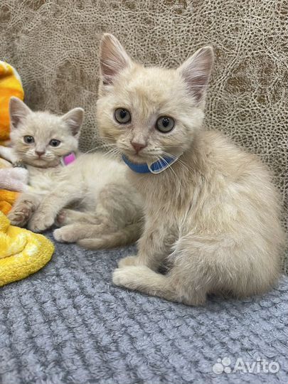 Кот и кошечка