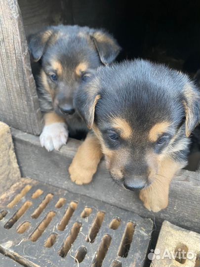 Щенки овчарки