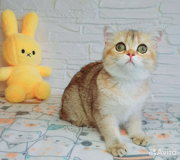 Шотландские котята