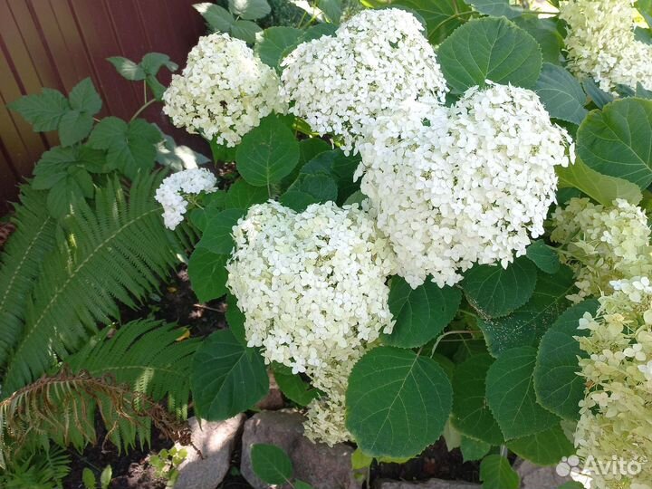 Гортензия древовидная Анабель