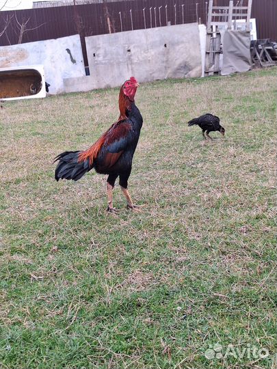 Бойцовая птица