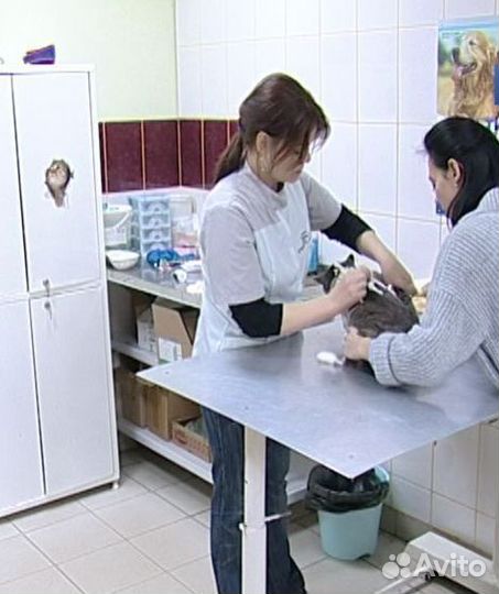 Ветеринарная помощь на дому