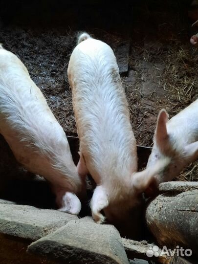 Поросята
