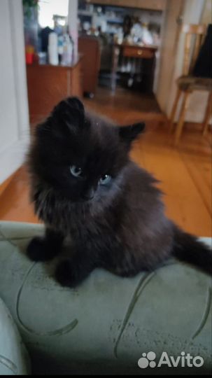 Ищет дом для котёнка