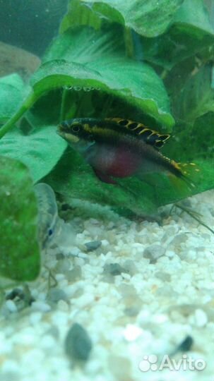 Продам рыбок