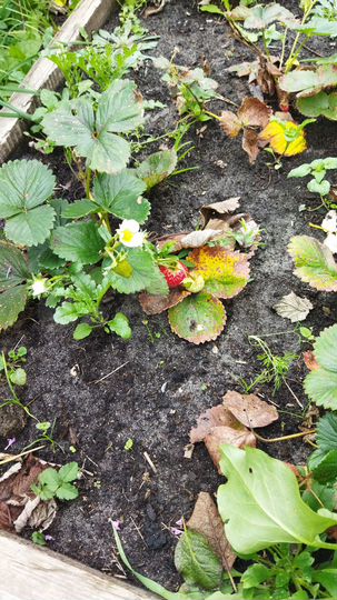 Участок 8,5 сот. (ИЖС)