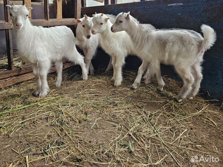 Козлята