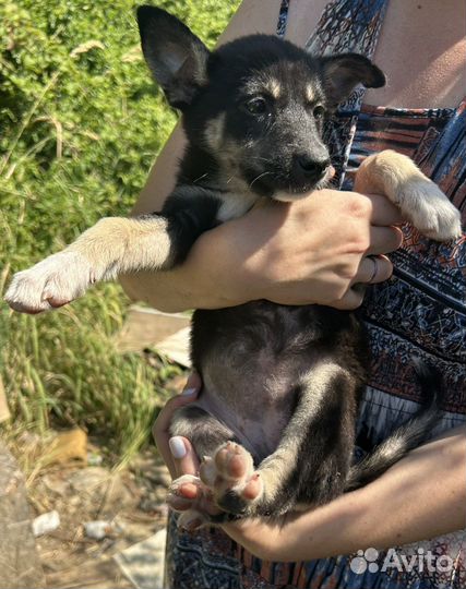 Щенок девочка в дар (2-3 месяца)