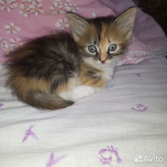 Сибирская кошка