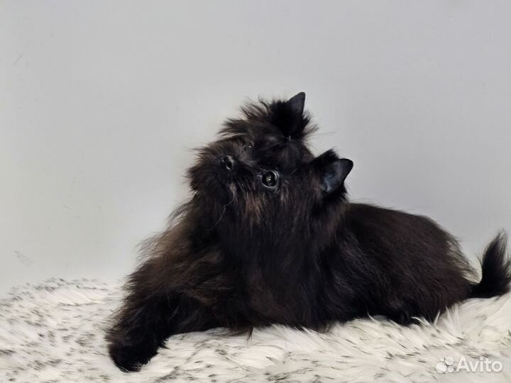 Щенки бивер йорка