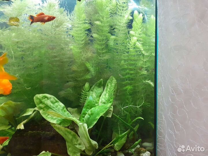 Аквариумные рыбки и растения