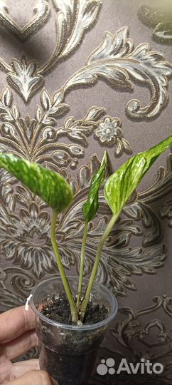 Эпипремнум