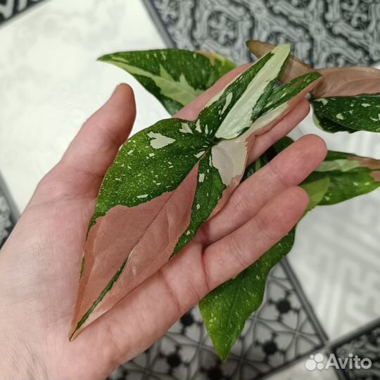 Сингониум ред спот триколор