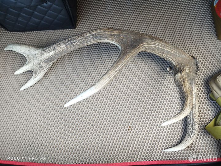 Продам рога оленя