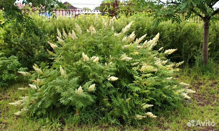 Семена Рябинника рябинолистного, сбор 2023