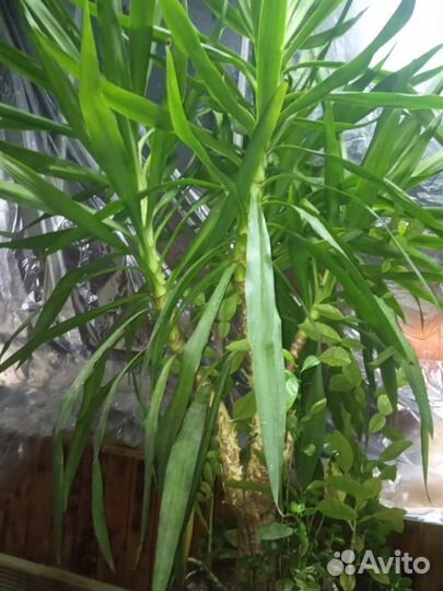 Юкка. Большой цветок ищет нового хозяина