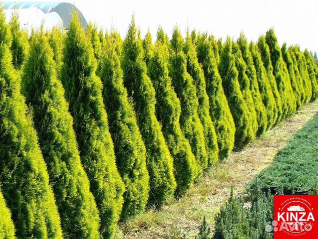 Туйки смарагд хорошие красивые