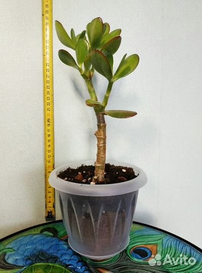 Толстянка. Денежное дерево