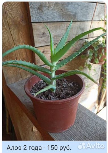 Алоэ, каланхоэ и др