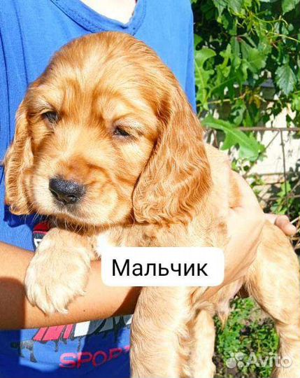Щенки английского кокер спаниеля