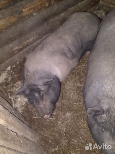 Вьетнамские вислобрюхие свиньи