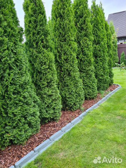 Туя западная