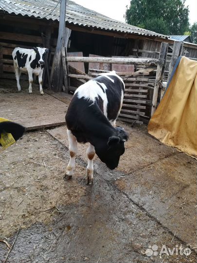 Продам телку