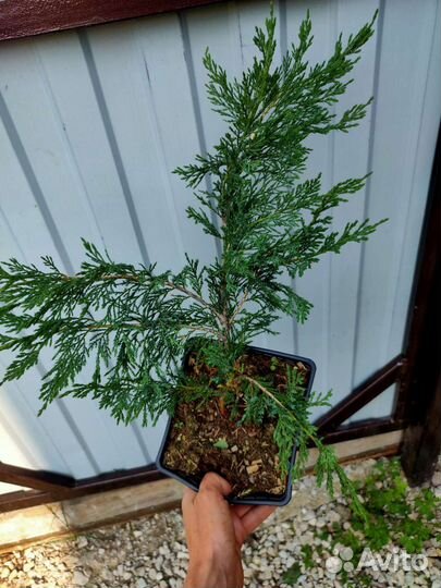 Можжевельник много сортов