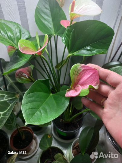 Антуриум сортовые 20 видов