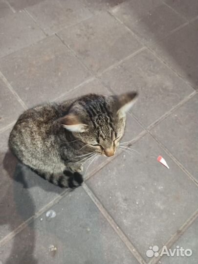 Камышовый кот