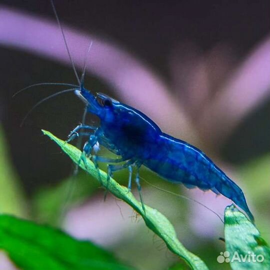 Неокардины