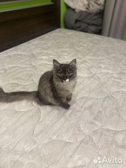 Котенок ищет дом